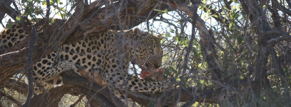 Leopardin im Baum